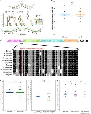 Phenotypic Robustness of Epidermal Stem Cell Number in C. elegans Is Modulated by the Activity of the Conserved N-acetyltransferase nath-10/NAT10